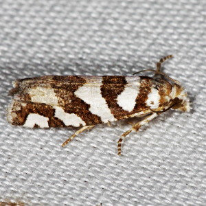 3009 Eucosma robinsonana, Robinson's Eucosma Moth