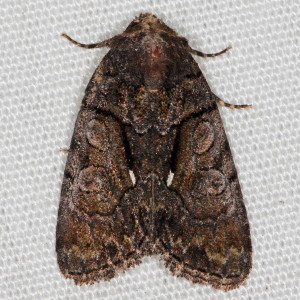 9556 Chytonix palliatricula, Cloaked Marvel Moth