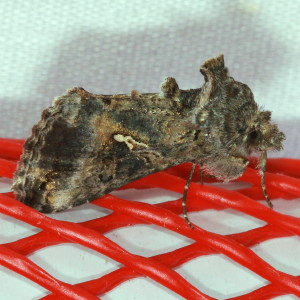 8895 Rachiplusia ou, Gray Looper Moth