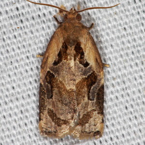 3660 Archips grisea, Gray Archips Moth