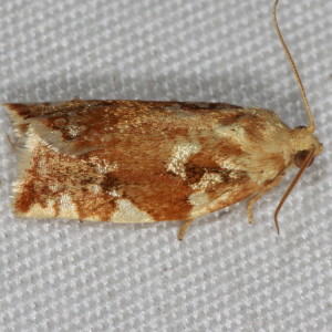 3653 Archips semiferana, Oak Leafroller Moth