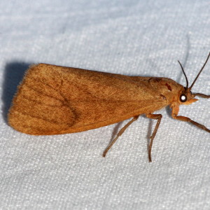 8118 Virbia opella, Tawny Holomelina Moth