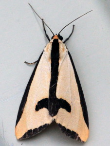 Haploa clymene, Clymene Moth