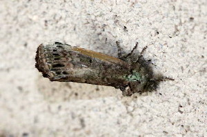 8007 Schirzura unicornis, Unicorn Caterpillar Moth