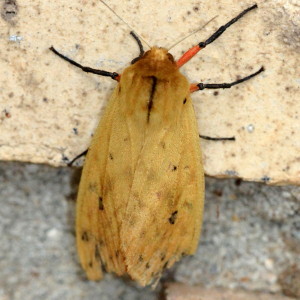 Pyrrharctia isabella, Isabella Tiger Moth  8129