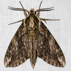 7790 Ceratomia hageni, Hagen's Sphinx Moth