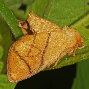 4667 Apoda y-inversum, Yellow-collared Slug Moth