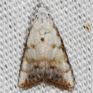 8991 Nola cereella, Sorghum Webworm Moth