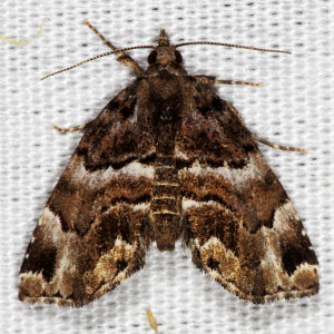 8729 Cutina distincta, Distinguished Cypress Owlet Moth
