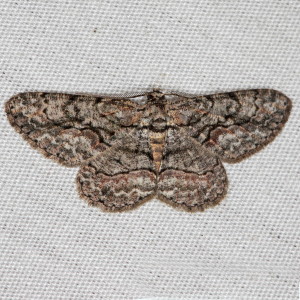 6584 Iridopsis humaria, Small Purplish Gray Moth