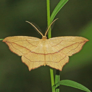 7147 Timandra amaturaria, Cross-lined Wave Moth