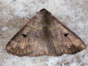 Panopoda rufimargo, Red-lined Panopoda Moth 8587