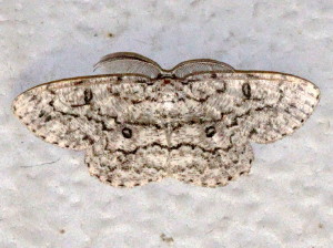 Hypomecis umbrosaria, Umber Moth 6439