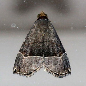 Ommatochila mundula, Ommatochila Moth, Hodges #8489