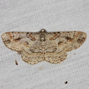 6586 Iridopsis defectaria, Brown-shaded Gray Moth