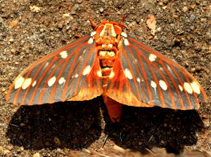 7706 Citheronia regalis Royal Walnut Moth