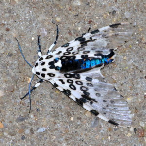 Hypercompe scribonia, Giant Leopard Moth  8146