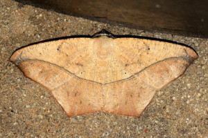 6982 Prochoerodes lineola  Large Maple Spanworm Moth