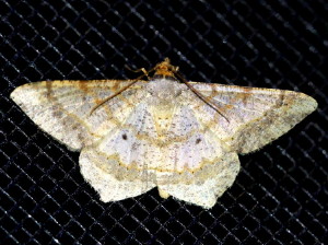 6332 Psamatodes abydata Dot-lined Angle Moth