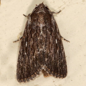 10032 Neogalea sunia, Lantana Stick Moth
