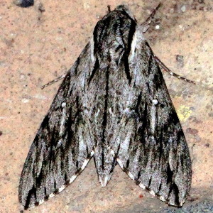7793 Paratrea plebeja  Plebian Sphinx Moth