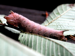 7786 Ceratomia amyntor Four-horned Sphinx Moth Caterpillar