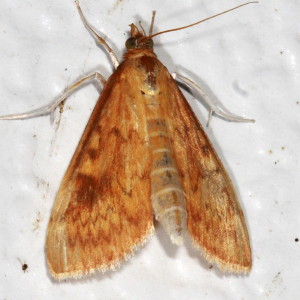 4946 Ostrinia penitalis, American Lotus Borer Moth