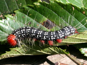 Datana major, Azalea Caterpillar Moth 7905