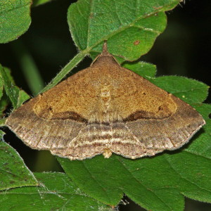 8491 Ledaea perditalis, Lost Owlet Moth