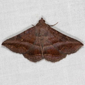 8651 Lesmone detrahens, Detracted Owlet Moth