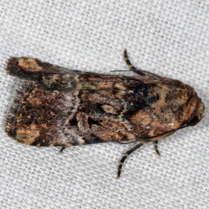 9682 Elaphria exesa, Exesa Midget Moth