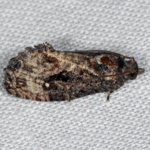 3495 Gymnandrosoma punctidiscanum,  Dotted Ecdytolopha Moth