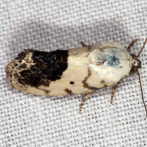 9095 Ponometia erastrioides, Small Bird-dropping Moth