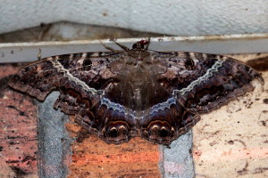 Ascalapha odorata, Black Witch Moth 8649