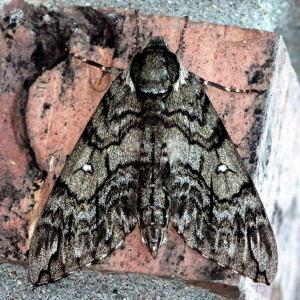7787 Ceratonia undulosa  Waved Sphinx Moth