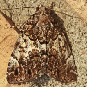 8721 Allotria elonympha, False Underwing Moth