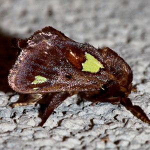 4697 Euclea delphinii, Spiny Oak-slug Moth