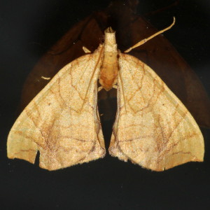7196 Eulithis diversilineata, Lesser Grapevine Looper Moth