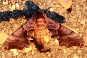 7821 Smerinthus jamaicensis  Twin-spotted Sphinx Moth