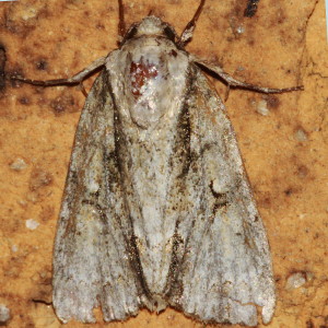  Connected Dagger Moth