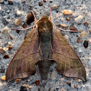 Darapsa myron, Virginia Creeper Sphinx Moth