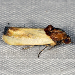 9131 Spragueia apicalis, Yellow Spragueia Moth