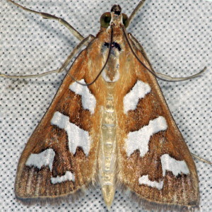 5256 Diastictis fracturalis, Fractured Western Snout Moth
