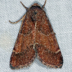 11140 Schinia saturata, Brown Flower Moth