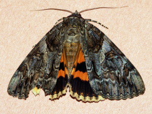 8771 Catocala piatrix, Penitent Underwing Moth