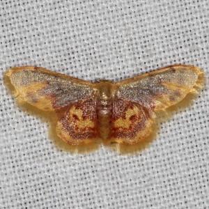 7105 Idaea scintillularia, Diminutive Wave Moth