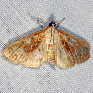 5225 Palpita freemanalis, Freeman's Palpita Moth