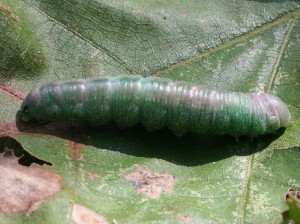 Nadata gibbosa, White-dotted Prominent Caterpillar 7915