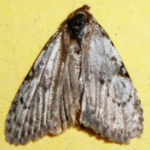 8983  Meganola minuscula, Confused Meganola Moth