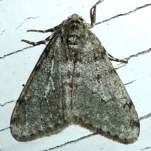 6660 Phigalia strigataria, Small Phigalia Moth